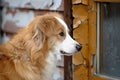 dog by a scratchedup door frame Royalty Free Stock Photo