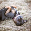 dog scratching ear itch flea and skin problem healthcare aged old dog Royalty Free Stock Photo