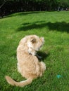 Dog scratching himself Royalty Free Stock Photo