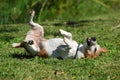 Dog scratching his back Royalty Free Stock Photo