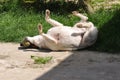 Dog scratching his back Royalty Free Stock Photo