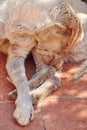 Dog scratching his leg Royalty Free Stock Photo