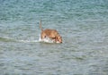 Dog in the sea Royalty Free Stock Photo