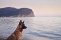 dog at sea. Belgian Shepherd - Malinois on the background of the water, on the beach. Walking with an obedient pet