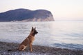 dog at sea. Belgian Shepherd - Malinois on the background of the water, on the beach. Walking with an obedient pet