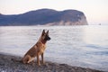 dog at sea. Belgian Shepherd - Malinois on the background of the water, on the beach. Walking with an obedient pet
