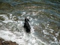 Dog in the sea Royalty Free Stock Photo