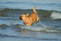 A dog in the sea playing with a stick. Royalty Free Stock Photo
