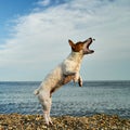 Dog plays and jumps on the seashore Royalty Free Stock Photo