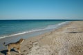 Dog at the sea side Royalty Free Stock Photo