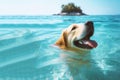 dog sea swimming struggling trying happy Royalty Free Stock Photo