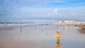 Dog on Seagulls hunting on the beach Royalty Free Stock Photo