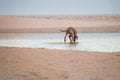 Dog searching for something in the water by the waterside on Paarden Eiland beach at sunrise. Royalty Free Stock Photo