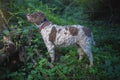 dog searching for truffles in the woods Royalty Free Stock Photo