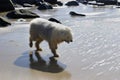 Dog on the seashore