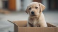 A dog is seated inside an open box that is being moved, displaying curiosity surrounded by a living room that is in Royalty Free Stock Photo