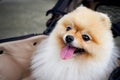 Dog seating in cart Royalty Free Stock Photo