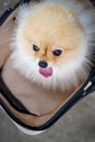 Dog seating in cart Royalty Free Stock Photo