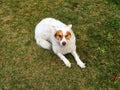 dog seating on the grassland Royalty Free Stock Photo