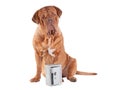 Dog security Royalty Free Stock Photo