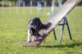 Dog on the seesaw obstacle in agility competition Royalty Free Stock Photo