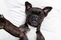 Dog selfie in bed Royalty Free Stock Photo