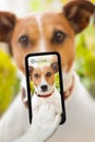 Dog selfie Royalty Free Stock Photo