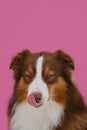 Brown Australian Shepherd studio portrait close up on pink background. Dog with serious face licks his nose with tongue