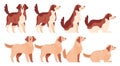 Dog set. Collection of dogs of various breed in different positions. Cute funny Royalty Free Stock Photo