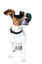 Dog in shades Royalty Free Stock Photo