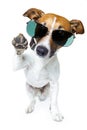 Dog in shades Royalty Free Stock Photo