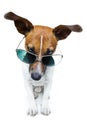 Dog in shades Royalty Free Stock Photo