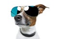 Dog in shades Royalty Free Stock Photo