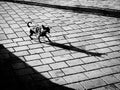 Dog shadow Royalty Free Stock Photo