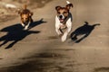 dog and shadow running side by side