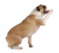 Dog shake a paw Royalty Free Stock Photo