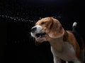 The dog shakes off, spray, wings. Wet pet. Funny beagle