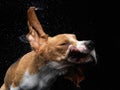 The dog shakes off, spray, wings. Wet pet. Funny beagle Royalty Free Stock Photo