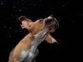 The dog shakes off, spray, wings. Wet pet. Funny beagle Royalty Free Stock Photo