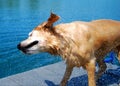 Dog Shakes off Water Royalty Free Stock Photo