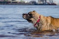 The dog shakes off the water Royalty Free Stock Photo