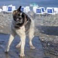 Dog shakes off from the water, splashes fly in different directions. American Akita Royalty Free Stock Photo