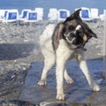 Dog shakes off from the water, splashes fly in different directions. American Akita Royalty Free Stock Photo