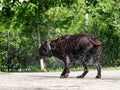 Dog shakes off water after a swim. Much of the spray Royalty Free Stock Photo