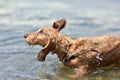 The dog shakes off the water after swimming in the lake. Breed of dog Wirehaired Dachshund