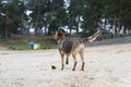 The dog shakes off the water after swimming in the river. A German Shepherd shakes himself off on a sandy city beach. Splashes fro Royalty Free Stock Photo