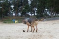 The dog shakes off the water after swimming in the river. A German Shepherd shakes himself off on a sandy city beach. Splashes fro Royalty Free Stock Photo