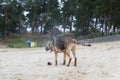 The dog shakes off the water after swimming in the river. A German Shepherd shakes himself off on a sandy city beach. Splashes fro Royalty Free Stock Photo