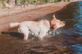 Dog shakes the water, wet Labrador shakes his head, splashes around Royalty Free Stock Photo