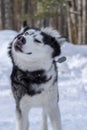 Dog shaking off snow. Funny husky face.